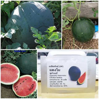 เมล็ดพันธุ์ แตงโม ชูก้าเบบี้ (Sugarbaby Watermelon Seed) บรรจุ 30 เมล็ด คุณภาพดี ราคาถูก ของแท้ 100%