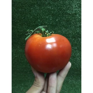 มะเขือเทศเนื้อ ปลอดสาร🍅 - มีใบรับรอง มะเขือเทศ มะเขือเทศใช้ทำสลัด น้ำปั่นสกัดเย็น