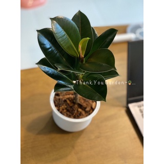 ต้นยางอินเดียเขียว เมลานี Ficus Elastica Melany 🪴 กระถางสีขาวน่ารัก 5 “ (ต้นสูงจากพื้น 30-40 cm.)