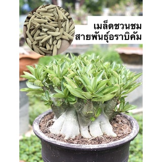 เมล็ดชวนชมสายพันธุ์อร่าบีคัม ชุดละ 10 เมล็ด
