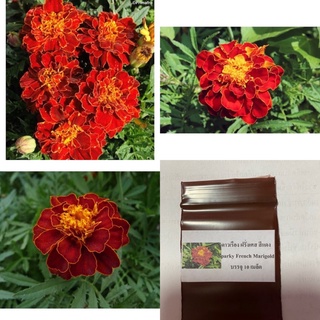 เมล็ด ดาวเรือง ฝรั่งเศส สีแดง (Sparky French Marigold) บรรจุ 10 เมล็ด