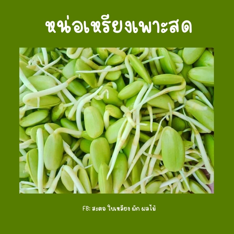 หน่อเหรียงเพาะสดส่งตรงจากประจวบ500กรัม