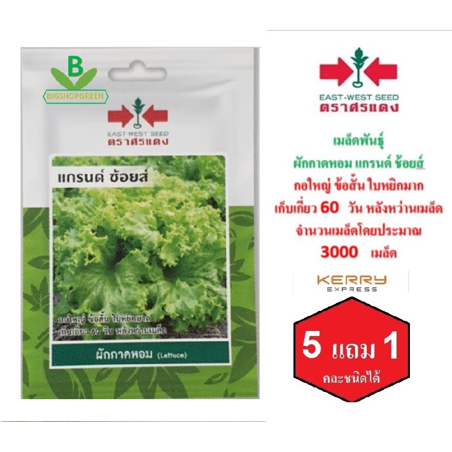5 ฟรี 1 คละได้ เมล็ดพันธุ์ ผักกาดหอม ตราศรแดง เมล็ดผัก เมล็ดพันธุ์พืช เมล็ดพืช เมล็ดพันธุ์ผัก ผักสวนครัว