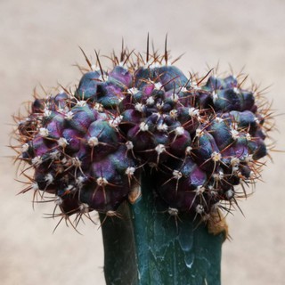 หน่อก็อตจิ เด็ดสด กระบองเพชร​ แคคตัส ไม้อวบน้ำ godji cactus