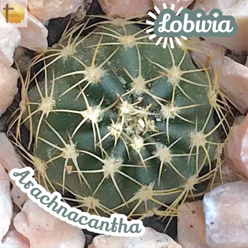 [โลบิเวียหนามแมงมุม] Lobevia Arachnacantha ส่งพร้อมกระถาง แคคตัส Cactus Succulent Haworthia Euphorbia ไม้หายาก พืชอวบน้ำ