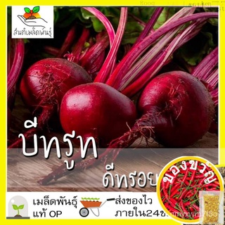 เมล็ดอวบอ้วน100%เมล็ดพันธุ์ บีทรูท ดีทรอยต์ 100 เมล็ด Detroit Beet เมล็ดพันธุ์แท้ นำเข้าจากต่างประเทศ ปลูกผัก สวนครัว ถู
