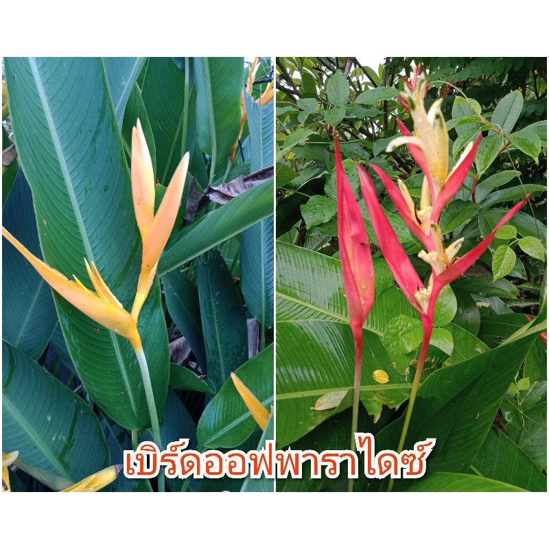 ต้นปักษาสวรรค์ เบิร์ดออฟพาราไดส์ สีแดง ♦️สีส้ม🔶 แบ่งขายเป็นเหง้าตัดใบ🌱