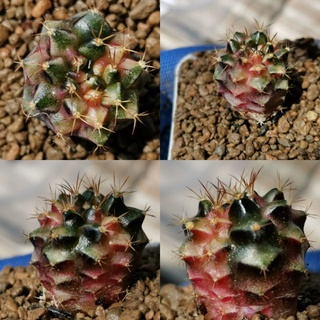A​46.400 -​ ยิมโนด่าง ไม้เมล็ด Gymnocalycium Cactus แคคตัส กระบองเพชร ไม้อวบน้ำ ราคาถูก​ ยิมโน Gymno ด่าง ไม้ด่าง ต้นไม้