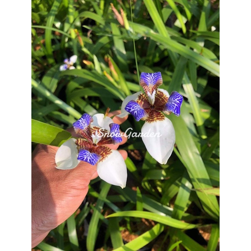 ไอริสบลู Iris blue ไม้ฟอกอากาศ แบบถุง ดอกสีสวย