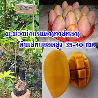 1  ต้น ต้นพันธุ์มะม่วงมังกรแดง(Reddragon Mango) หรือมะม่วงพันธุ์หงส์หลง ต้นเสียบยอดสูง 35-40 ซม.จัดส่งพร้อมถุงเพาะชำ