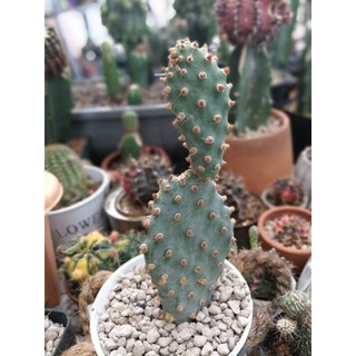 opuntia basilaris var brachyclada 2แพด