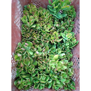 Php 50.00 JADE PLANT  3 stalks Assorted Sizes Not Potted  ( Money Plant )通心菜/裙子/seeds/苹果/生菜/头饰/文胸/母婴/帽子/鲜花//กุหลาบ H8UX