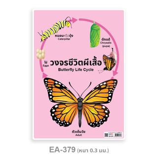 โปสเตอร์พีพี A4 วงจรชีวิตผีเสื้อ EA-379