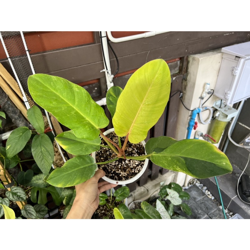 🔴SALE🔴ไม้หายาก ไม้สะสม Philodendron Jungle fever พิณทอง