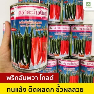 ใหม่! แบบซอง พริกอัมพวา โกลด์ พริกจินดา ลูกผสม 50กรัม เมล็ดพันธุ์พริก เมล็ดพริก พริกอัมพวา