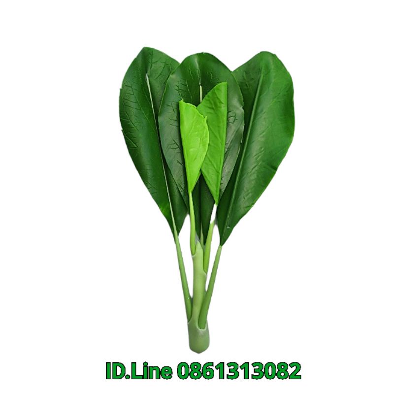 โมเดล คะน้า ปลอม วัสดุ ดินญี่ปุ่น ต้นละ 120 บาท ขนาด กว้าง	 5.5 ยาว	30 cm ห้ามโดนน้ำ