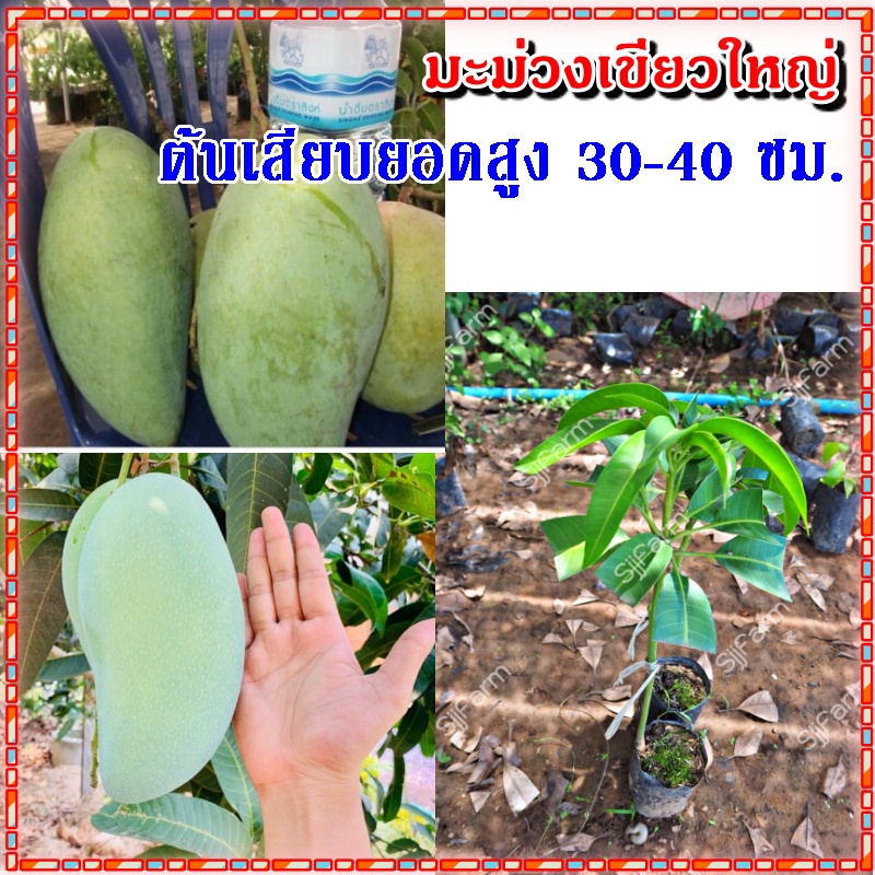 1 ต้น ต้นพันธุ์มะม่วงเขียวใหญ่ รสชาติหวานมันกรอบ ต้นเสียบยอด สูง 30 - 40 ซม. ต้นแข็งแรงพร้อมส่ง