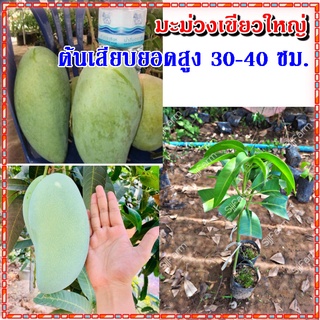 1 ต้น ต้นพันธุ์มะม่วงเขียวใหญ่ รสชาติหวานมันกรอบ ต้นเสียบยอด สูง 30 - 40 ซม. ต้นแข็งแรงพร้อมส่ง