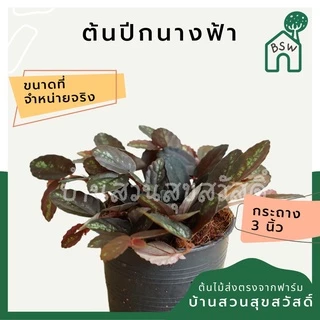 ต้นไม้มงคล 20 บาท 5 แถม 1 ต้นไม้ฟอกอากาศ ไม่มีขั้นต่ำการสั่ง อัพเดตทุกเดืแน
