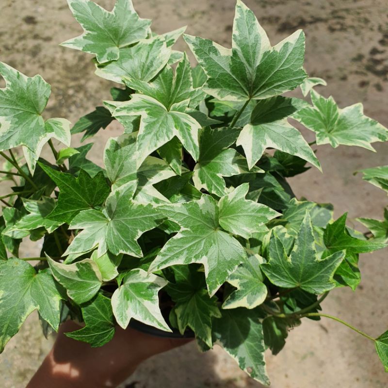 มุมมอง 2