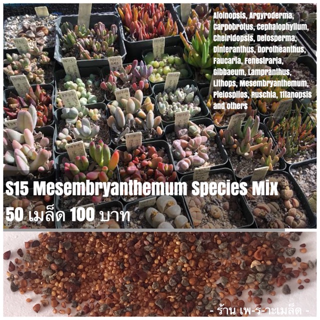 S15 Mesembryanthemum Species Mix 50 เมล็ด 100 บาท รวมทุกสายพันธุ์ของกลุ่มไม้อวบน้ำมีเซม