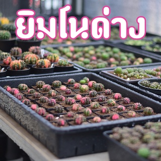 ยิมโนด่าง ไม้เมล็ด ไซส์ 3-4 เซนติเมตร กระบองเพชร แคคตัส Cactus