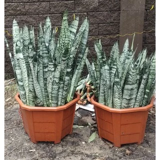 ลิ้นมังกรไม้ฟอกอากาศ🌵🌵🌵(ขั้นต่ำ3ต้น)
