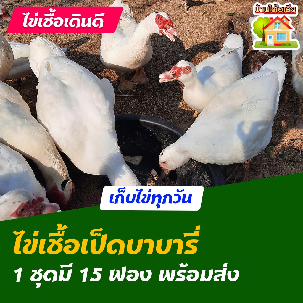 ไข่เชื้อเป็ดบาบารี่ สำหรับการฟัก 15 ฟอง