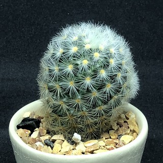 Mammillaria Camenae (แมมคามิเน่) มีหน่อ