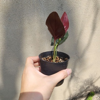 พลูอินโด syngonium red arrow ต้นไม้ใบสวย ขายพร้อมกระถาง ตามรูป