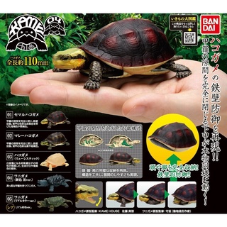 Gashapon Kame Vol.4 Tortoise Turtle Alligator Figure  กาชาปองเต่า [ครบชุด 5 แบบ รวมตัวลับ]