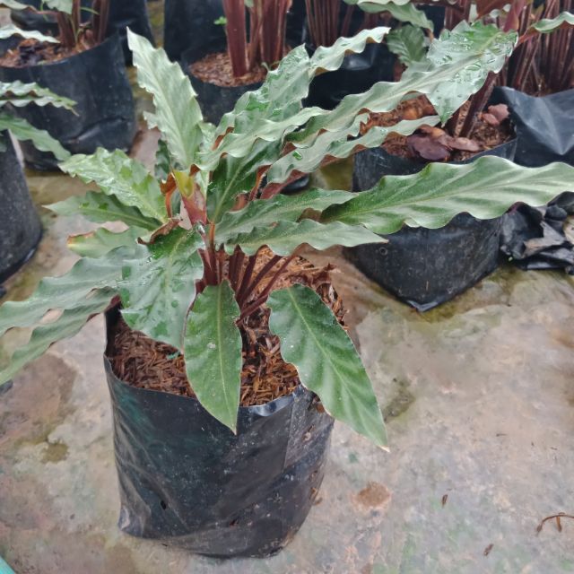 F221 คล้าริบบิ้น คล้าเรียกเงินเข้าบ้านแคระ Calathea Rufibarba, Velvet Calathea แบบถุง #ไม้มงคล