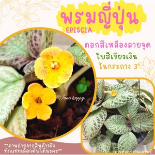 พรมญี่ปุ่น ดอกสีเหลืองลายจุด ใบเขียวเงิน พันธุ์ตามหา จัดส่งในกระถาง 3 นิ้ว