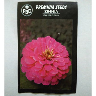 เมล็ด ดอกบานชื่นสีชมพู - Pink Double Zinnia