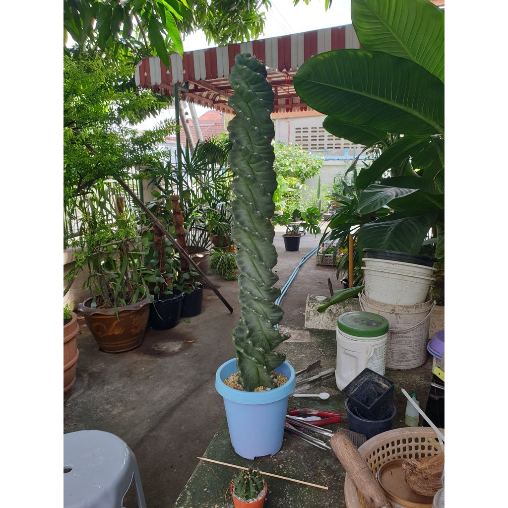 Cereus Forbesii Spiralis ตอเกลียวสว่าน สูงใหญ่ 60 cm...ตั้งโชว์ เด่นเป็นสง่า หรือ ตัดขยายพันธุ์ได้เล