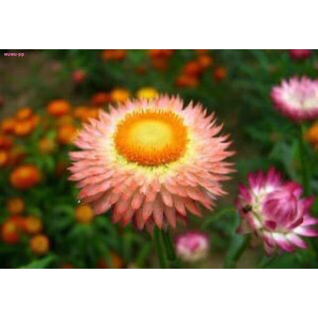 My Image 16
