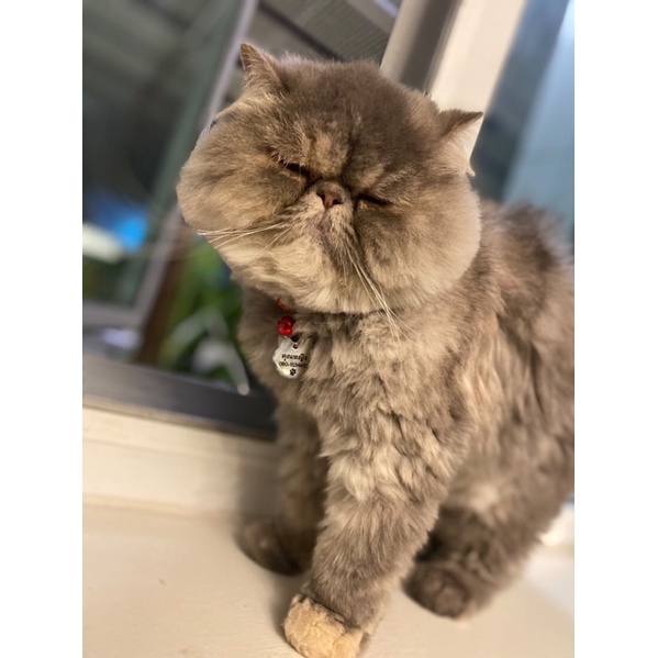 ป้ายชื่อแมว ป้ายชื่อสุนัข ป้ายชื่อสัตว์เลี้ยง สแตนเลสงานพรีเมียม ขนาดเหรียญ10 - รูปที่ 7