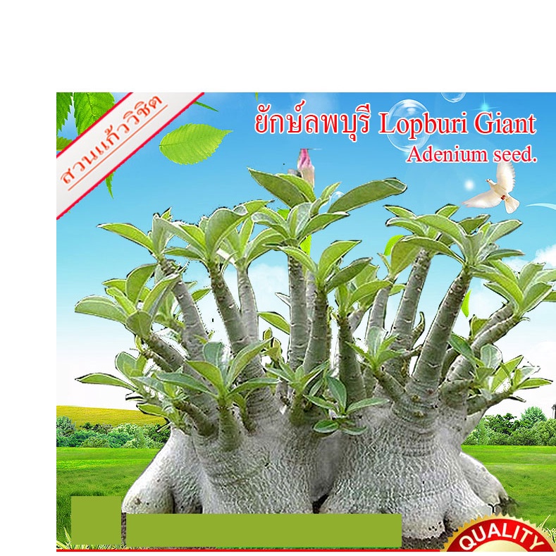 เมล็ดชวนชม ยักษ์ลพบุรี