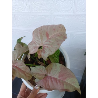 Syngonium Pink Spot พิ้งค์สปอต