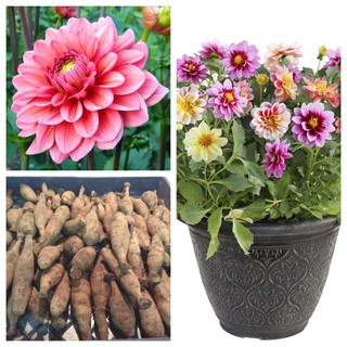 รักเร่ Dahlia สายพันธุ์ Salmon Pink นำเข้าจากเนเธอร์แลน หัวสดใหม่ 1 หัว/ออเดอร์