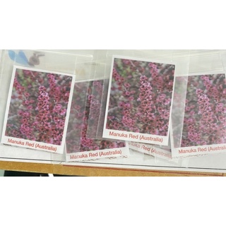 เมล็ดพันธุ์  มานูก้า(ออสเตรเลีย)/Manuka Seeds (Australia)