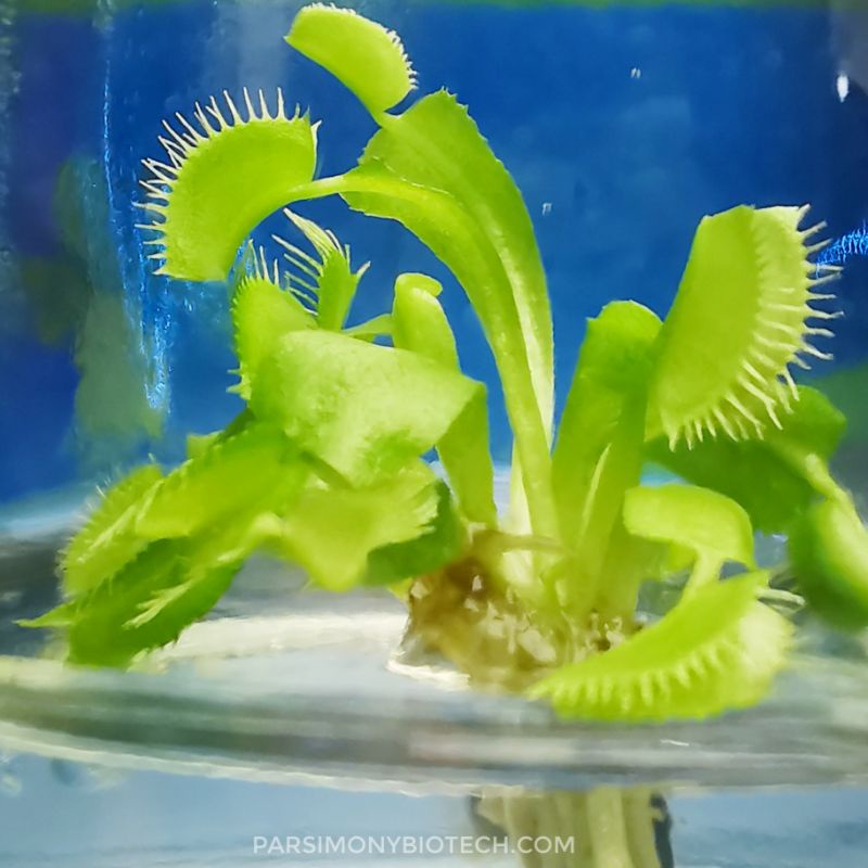 ต้นไม้กินแมลง กาบหอยแครง ต้นไม้กินแมลง Venus​ flytrap​ ของขวัญ