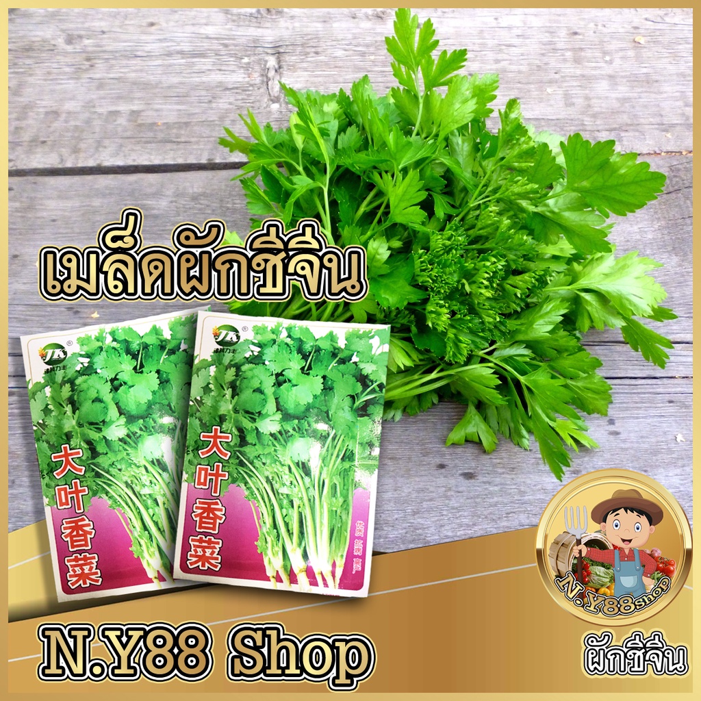 เมล็ดผักชีจีน เมล็ดผักชีจีน พันธุ์ใบใหญ่ สายพันธุ์แท้ทำพันธุ์ต่อได้ ปลูกง่าย ใบสีเขียวเข้ม กลิ่มหอม ปลูกได้ทั่วทุกภาค