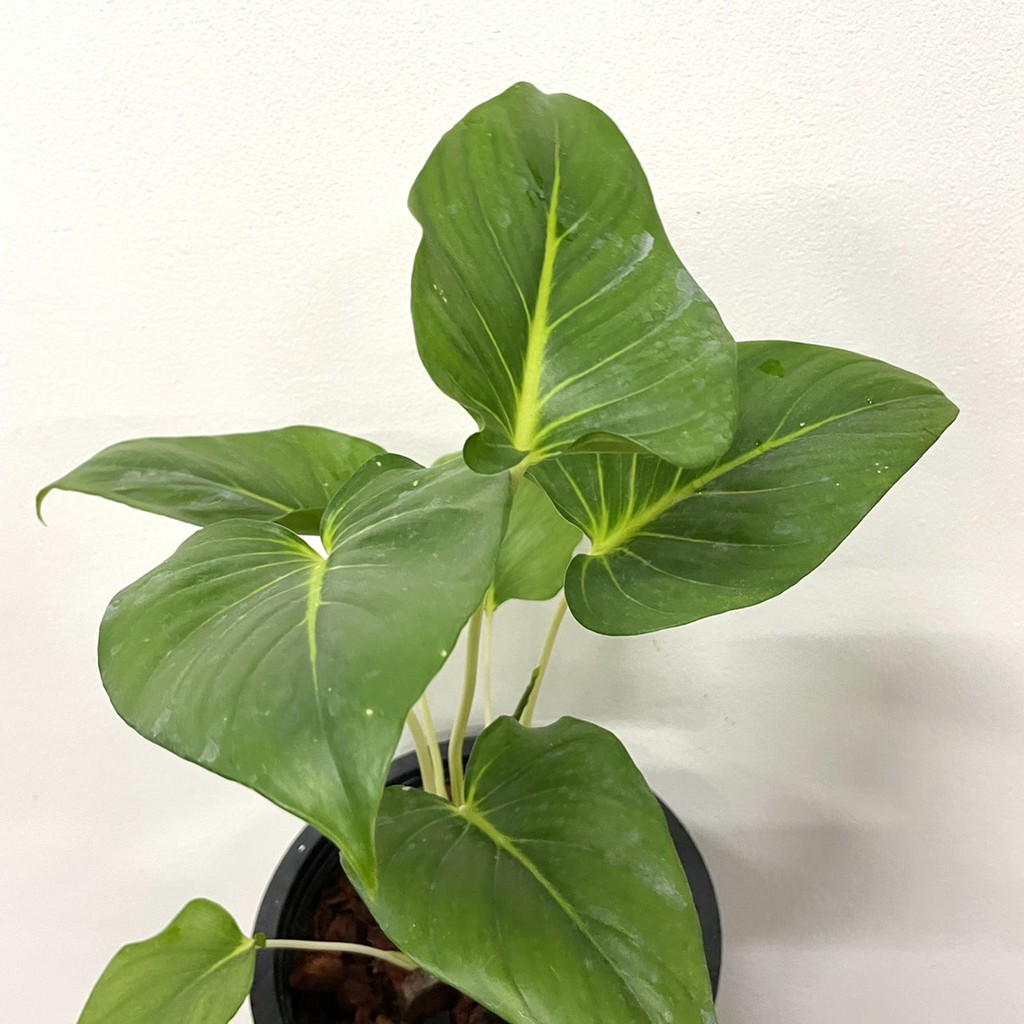 มุมมอง 2