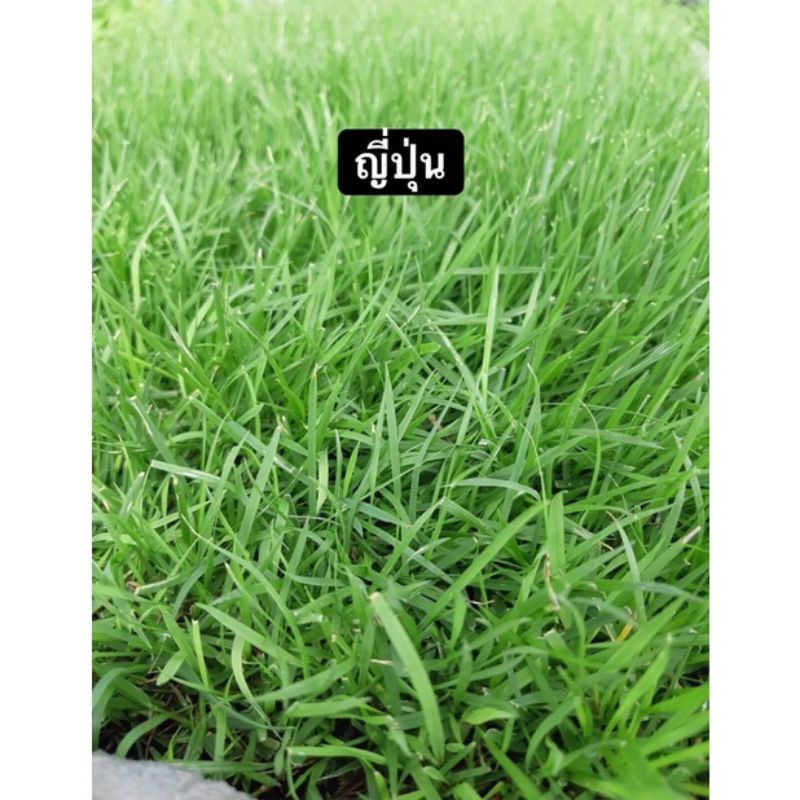 หญ้าญี่ปุ่น หญ้าสนาม 50x100cm.หญ้าสด ตัดใหม่ๆ