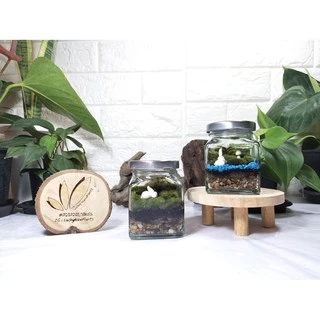 ชุดจัดสวนในขวดแก้ว DIY สวนขวด เซ็ทประหยัด 99฿ มีของพร้อมส่ง