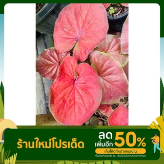 จอมทัพ บอนสี เบบี้จอมทัพ