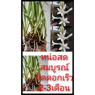 ซ่อนกลิ่นขาวลา(หัวแม่พันธ์ติดดอกเร็วใน2-3เดือน)1,3หัว ให้เลือก.ขาวลาพัน์ไทย ดอกไม้หอมไหว้พระ ดอกบานได้นาน เหง้า หน่อ หัว