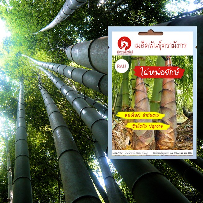 เมล็ดพันธุ์ไผ่หน่อยักษ์ - Giant bamboo (เมล็ดพันธุ์นำเข้ามาจากต่างประเทศ)