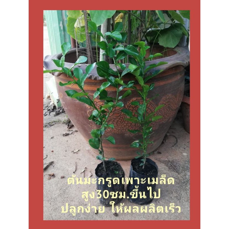 ต้นมะกรูด​เพาะเมล็ด​ ต้นละ 19 บาทค่ะ